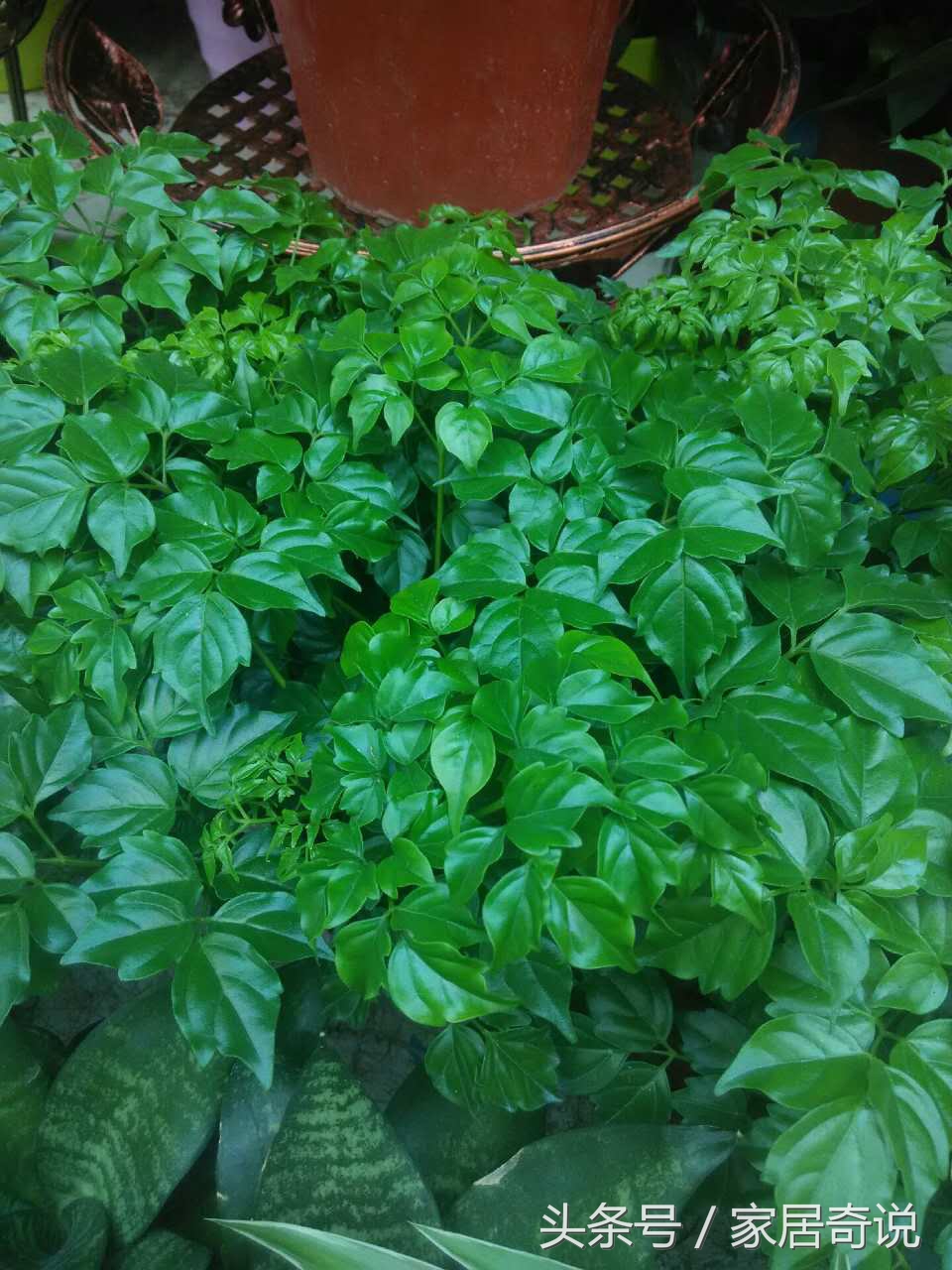 适合室内的花卉盆景,适合家里养的花盆景