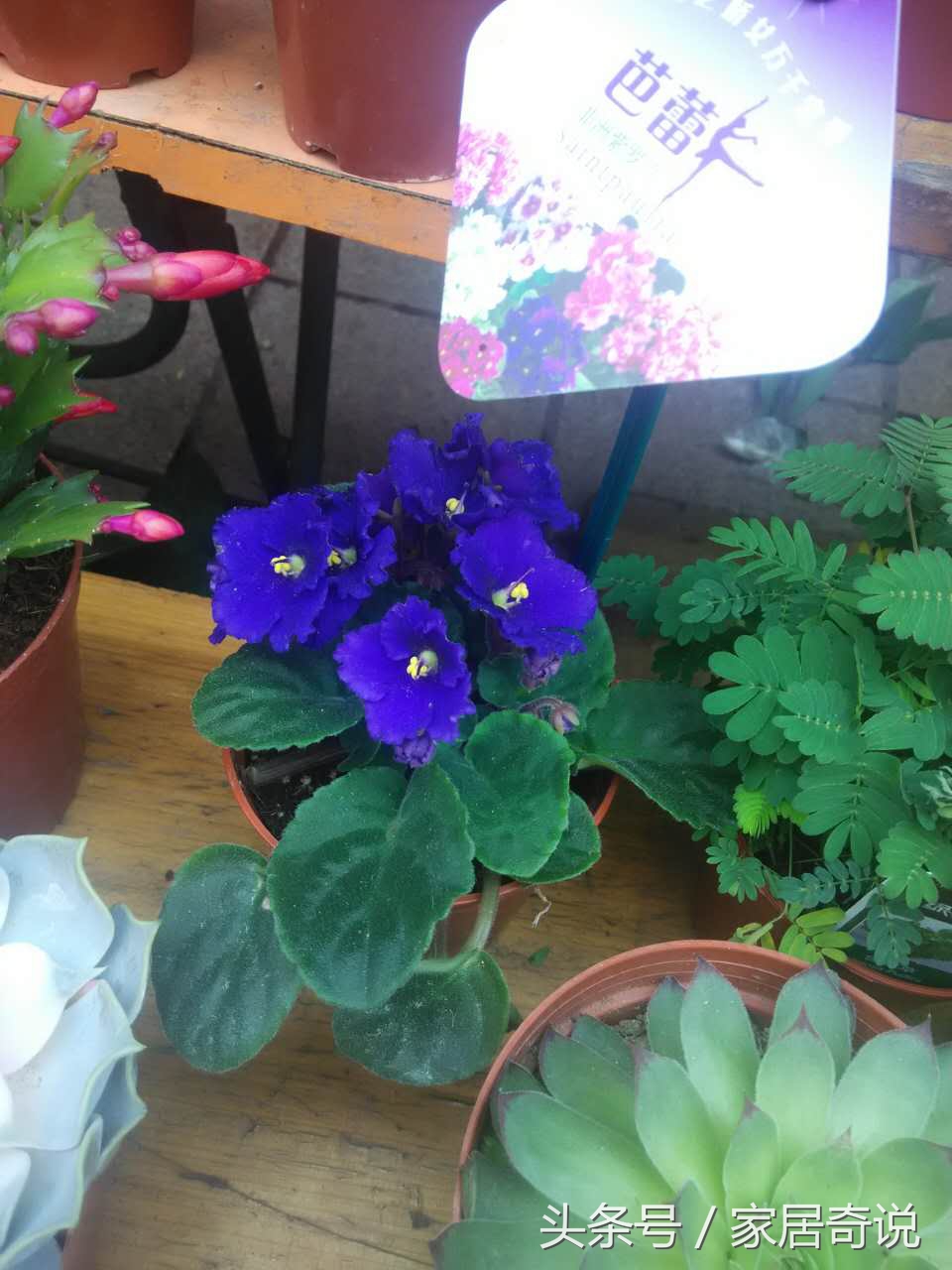 适合室内的花卉盆景,适合家里养的花盆景