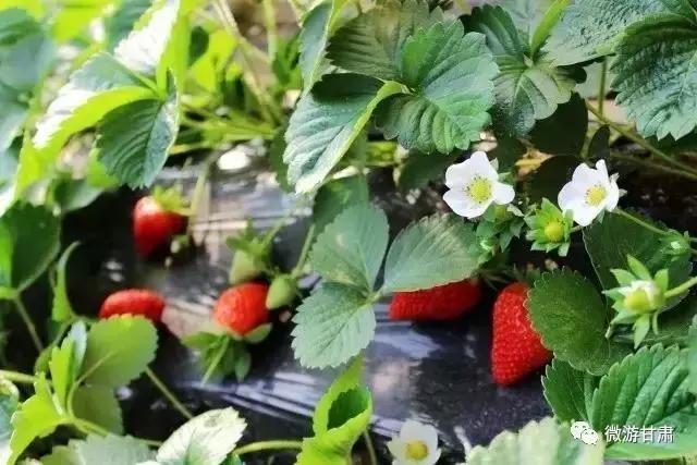 黄河三峡旅游攻略跟团,黄河三峡的攻略