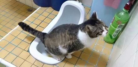 家有喵哥汪弟，体验好物帮你挑