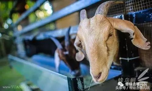 台湾花莲云顶民宿,台湾高雄花莲民宿