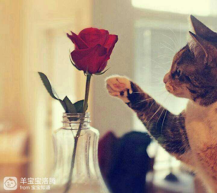 发现老公是双性别恋还能要吗,发现老公是双性别恋特征