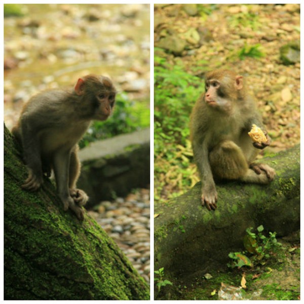 张家界为什么导游多,张家界自由行导游坑不坑