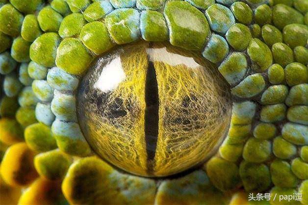 高清镜头下的眼睛看起真美，看眼睛猜动物你能猜对几个