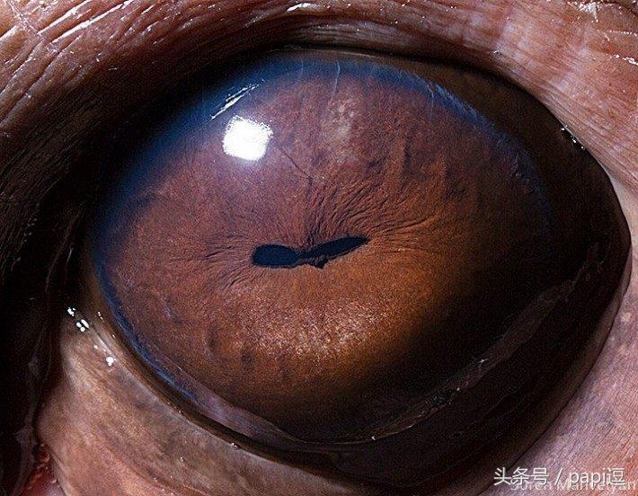 高清镜头下的眼睛看起真美，看眼睛猜动物你能猜对几个