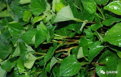 凉拌折耳根叶子方法,清脆爽口折耳根