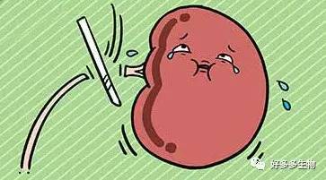 肾积水——尿都堵了，肾怎么能好