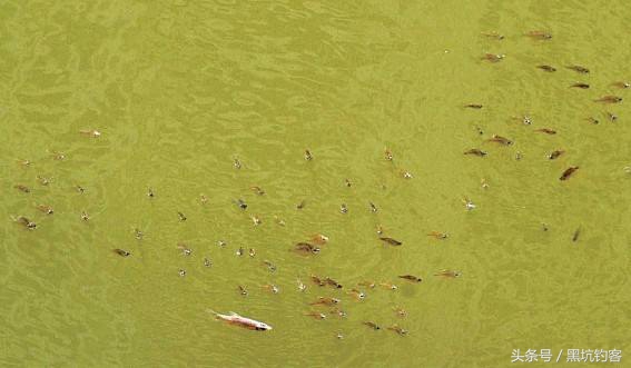 水质太肥怎么钓鱼,水质偏肥该如何垂钓