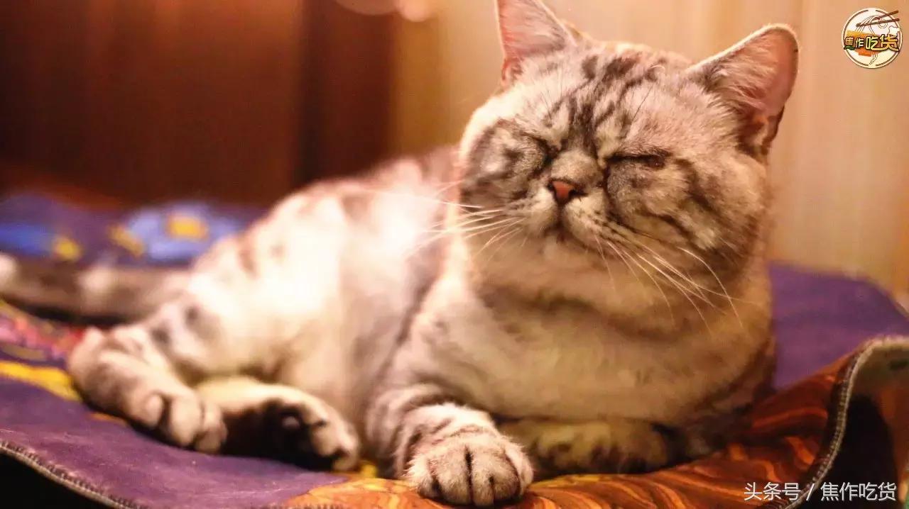 焦作推荐猫咖,焦作新区猫咖