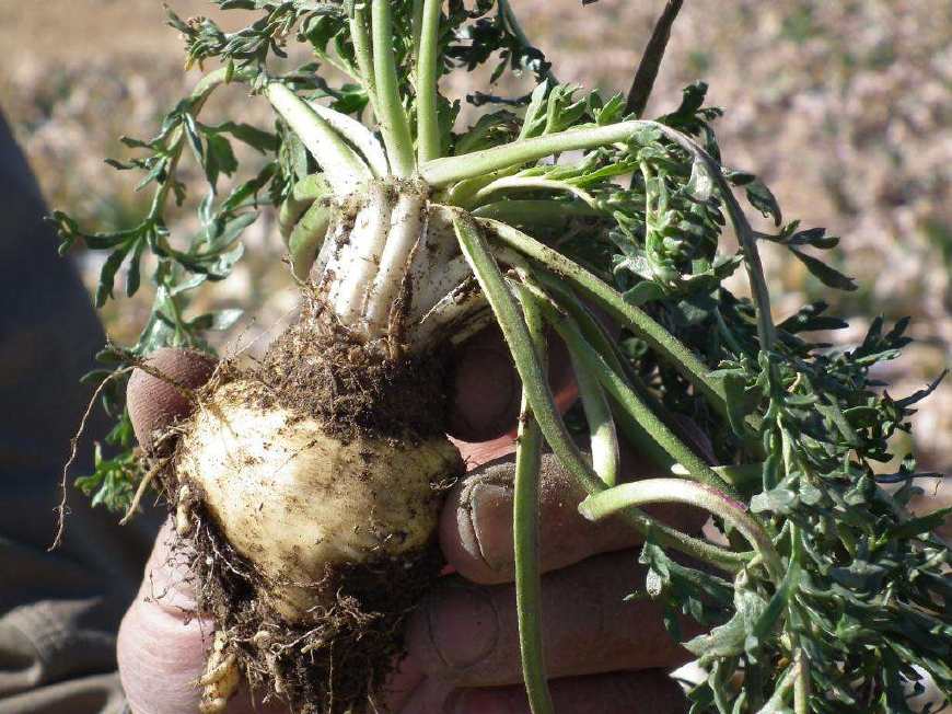 玛咖平原种植,玛卡的种植和用法