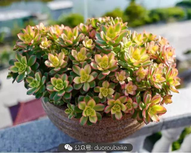 多肉新手入坑10大误区,多肉入坑法师