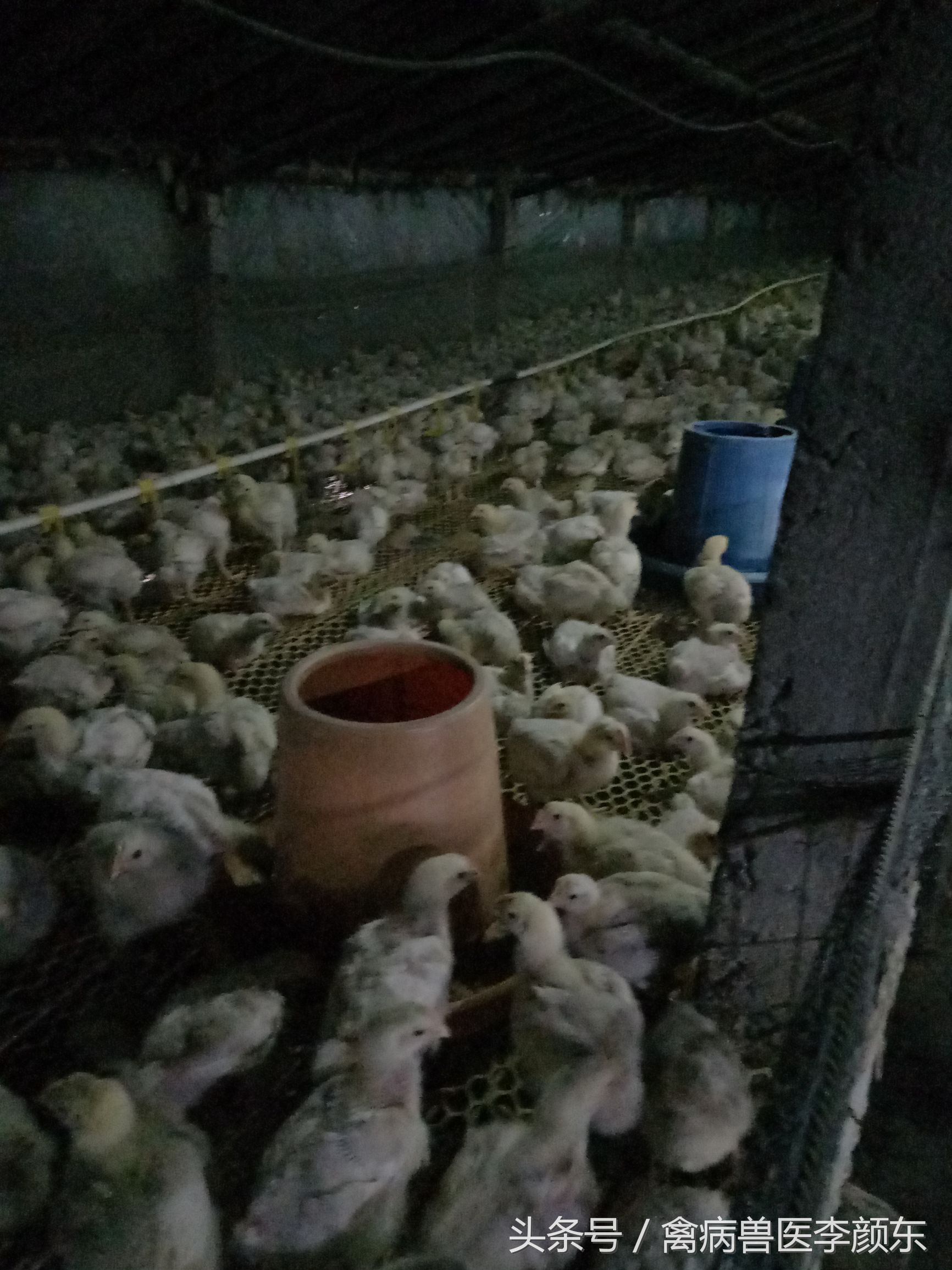 肉鸡、散养鸡腺病毒的防治方法