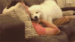 狗狗治疗抑郁症,可以治疗抑郁症的狗狗叫什么犬