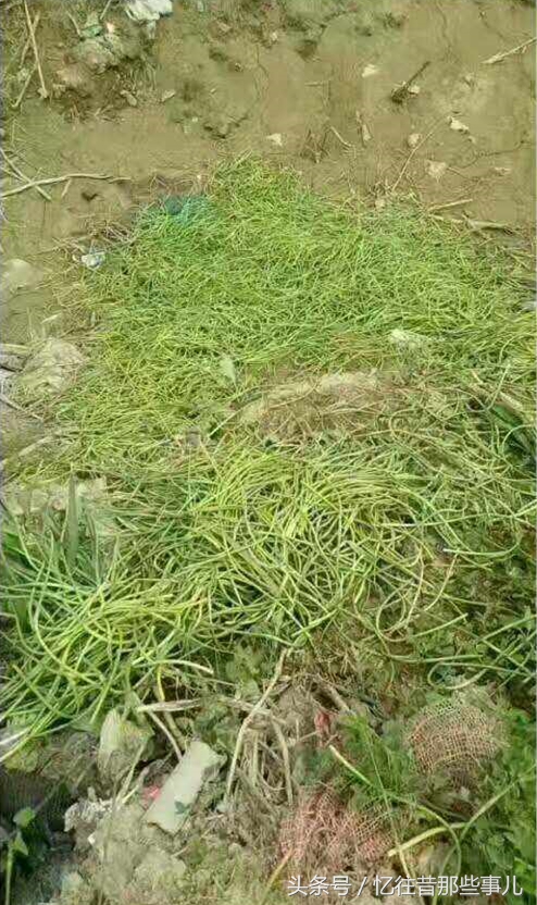 从“蒜你狠”到“蒜你玩”，蒜苔价格大跳水，丰收季成伤心季