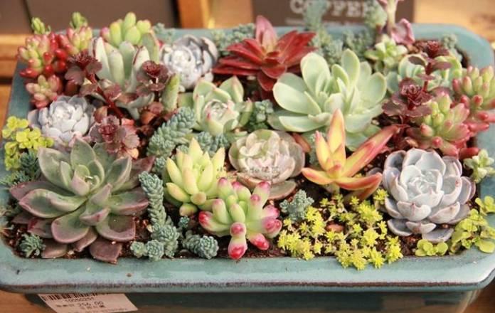 逆天了中国吃货！多肉植物炒肉吃！