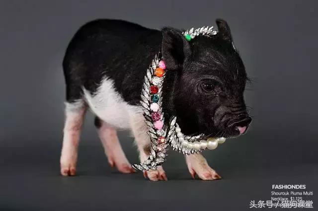 瀹犵墿鐚殑濂緢楗板搧,瀹犵墿鐚繘鍐涘ア渚堝搧鍥剧墖