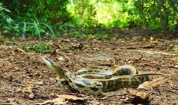 大家野外遇蛇一定要远离关注安全,野外遇到蛇应该站着不动还是跑