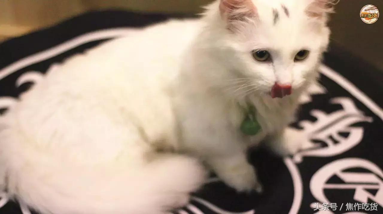 焦作推荐猫咖,焦作新区猫咖