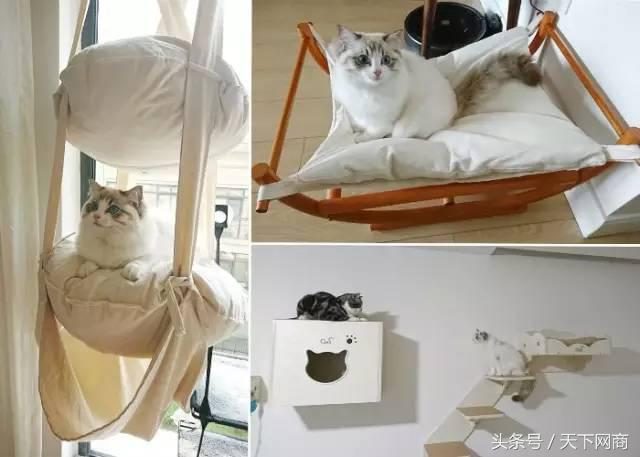 谁买了5000元的猫厕所？她们将猫养得比自己还精细