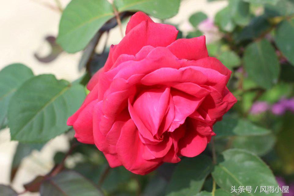 扬州花木市场,扬州阿波罗花木市场现在还在开吗