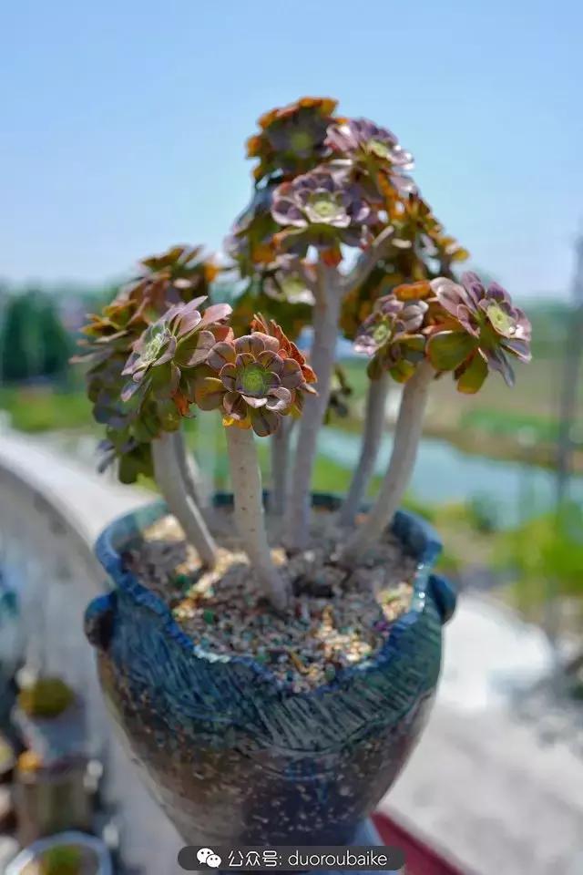 多肉新手入坑10大误区,多肉入坑法师