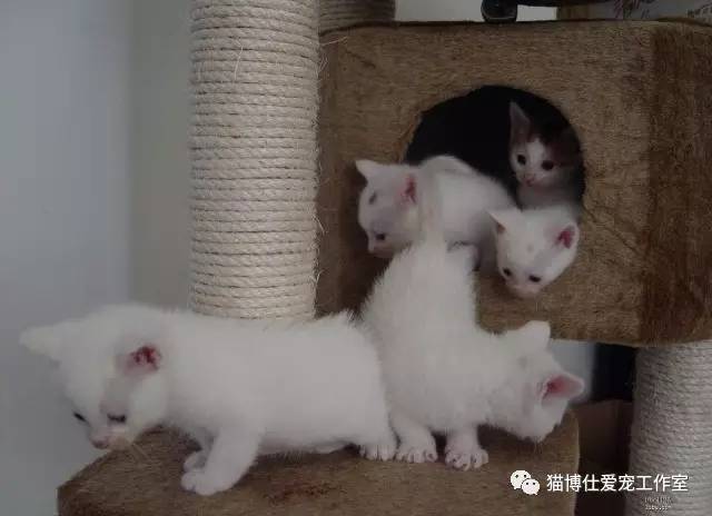 照顾新生小猫咪,怎么照顾小猫咪