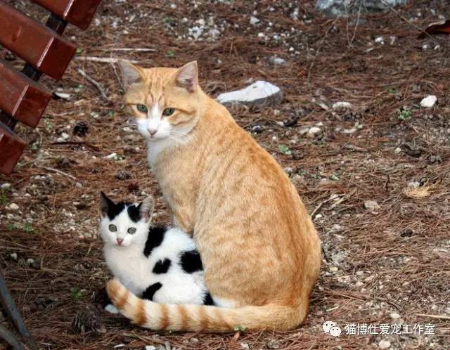 照顾新生小猫咪,怎么照顾小猫咪