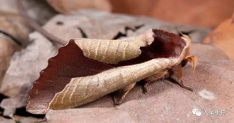 集结拍案称奇的拟态大师