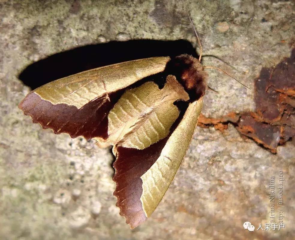 集结拍案称奇的拟态大师