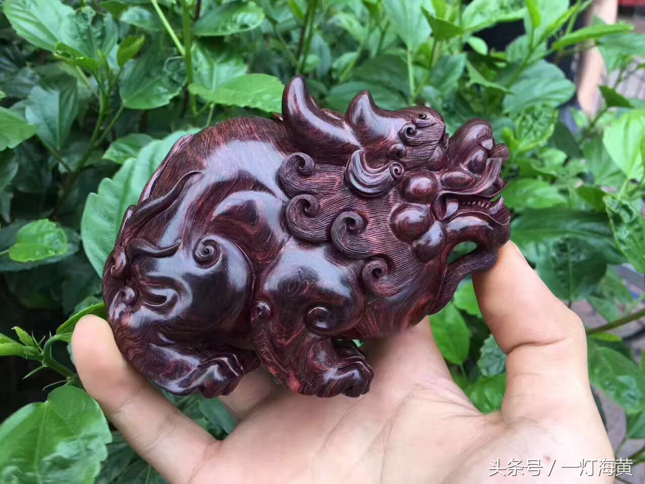 降香“有毒”，爱上海黄就是条“不归路”，带您领略真正在海黄