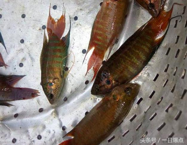 农村小时候溪边的鱼,小时候农村河里的鱼