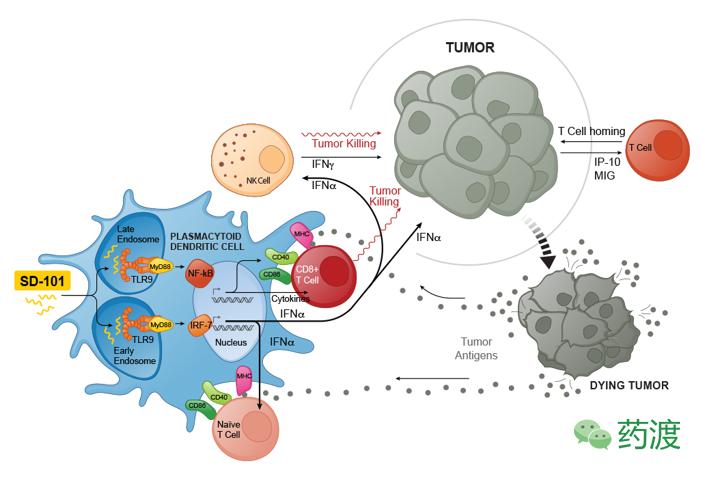 头颈鳞状细胞癌治愈率,头颈癌有哪些知识