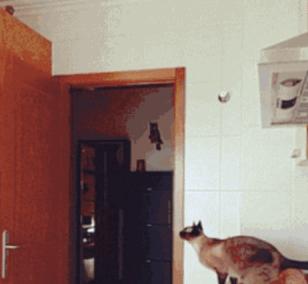 蝴蝶结系法慢动作diy,三秒蝴蝶结系法