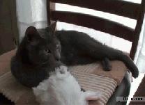 蝴蝶结系法慢动作diy,三秒蝴蝶结系法