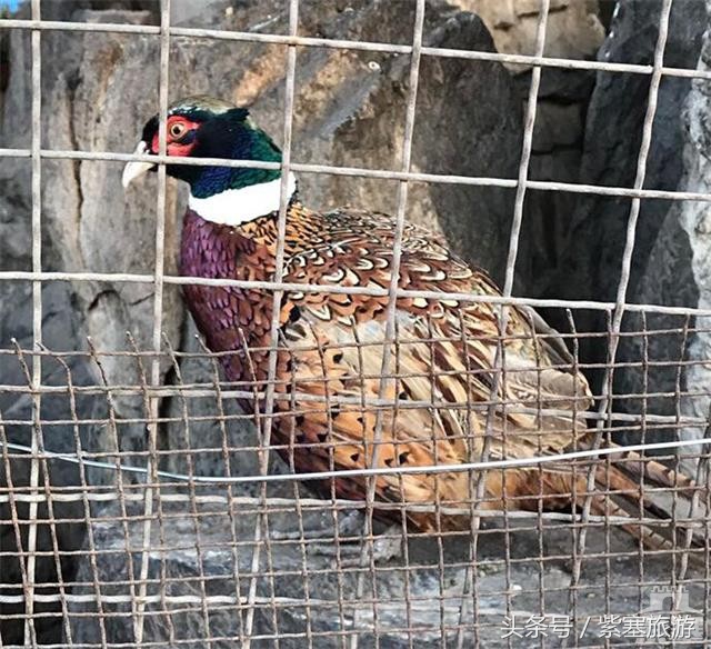 京津冀旅游农家院攻略,河北农家乐旅游攻略