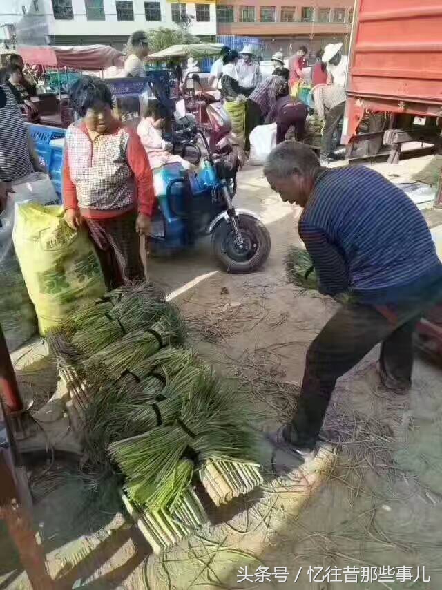 从“蒜你狠”到“蒜你玩”，蒜苔价格大跳水，丰收季成伤心季