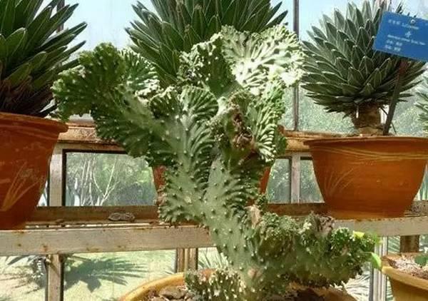 逆天了中国吃货！多肉植物炒肉吃！