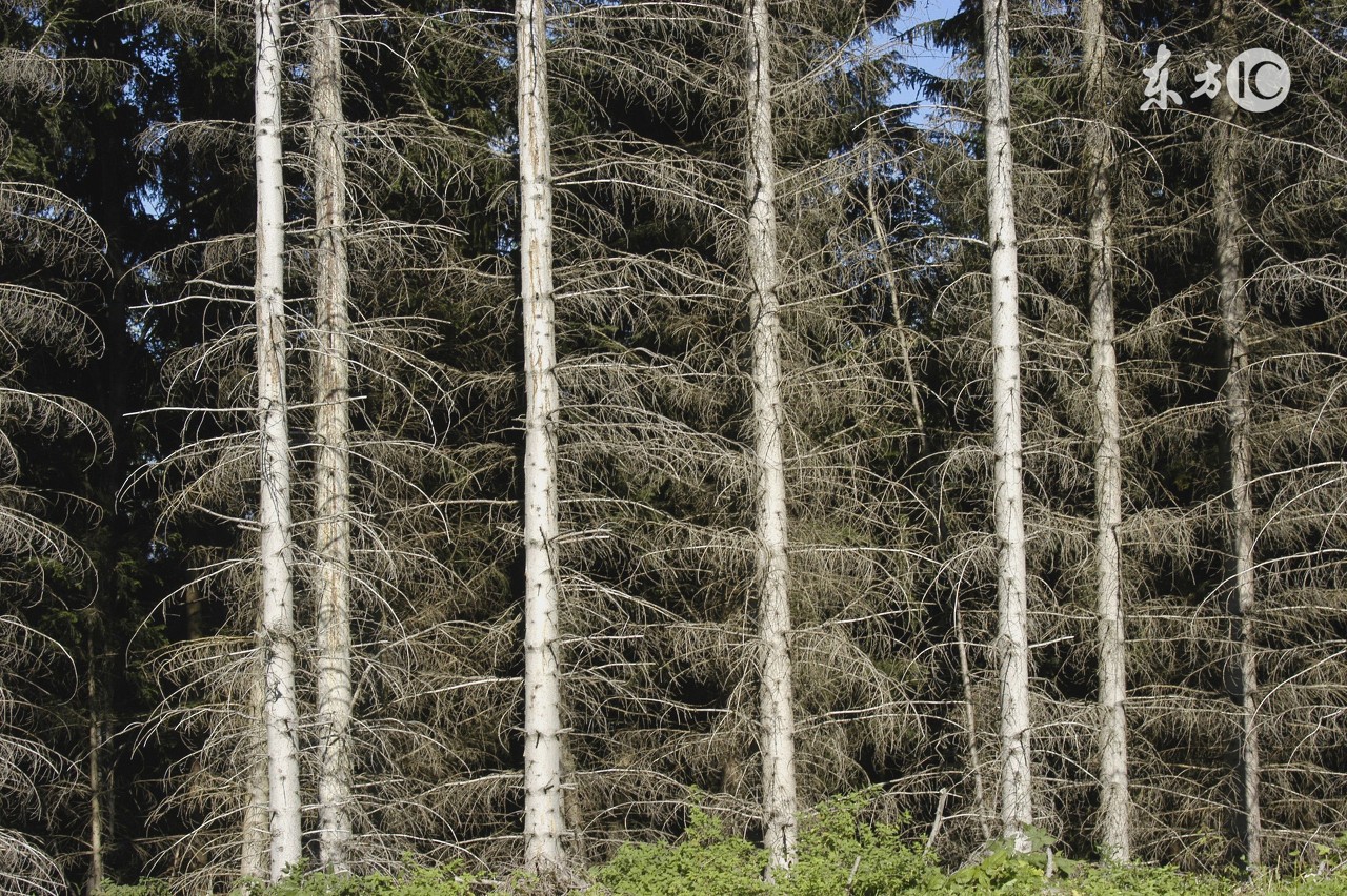 在农村砍伐木材,砍伐耕地上的树木需要经过审批吗