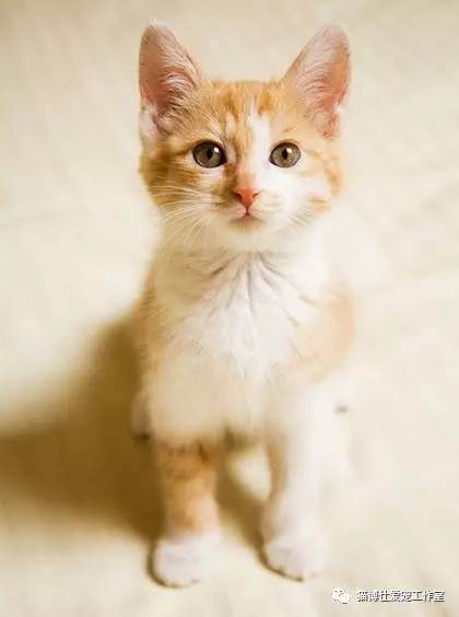 照顾新生小猫咪,怎么照顾小猫咪