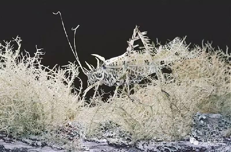 集结拍案称奇的拟态大师