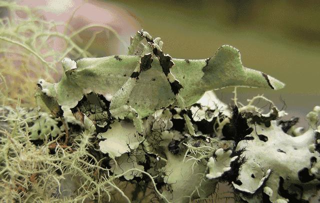 集结拍案称奇的拟态大师