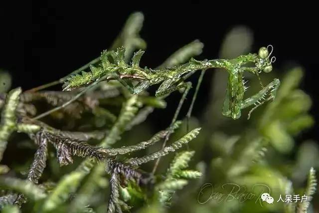 集结拍案称奇的拟态大师