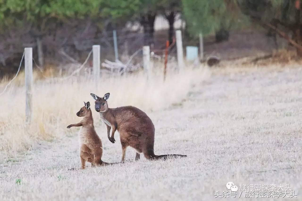 中国哪里可以抱考拉,全球哪里可以抱考拉