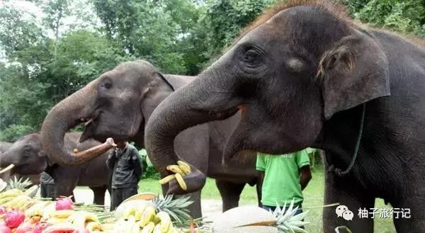 泼水节后，西双版纳该怎么玩，附防高温关注事项
