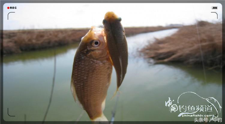 放流才有路亚的乐趣,放流能让资源更丰富