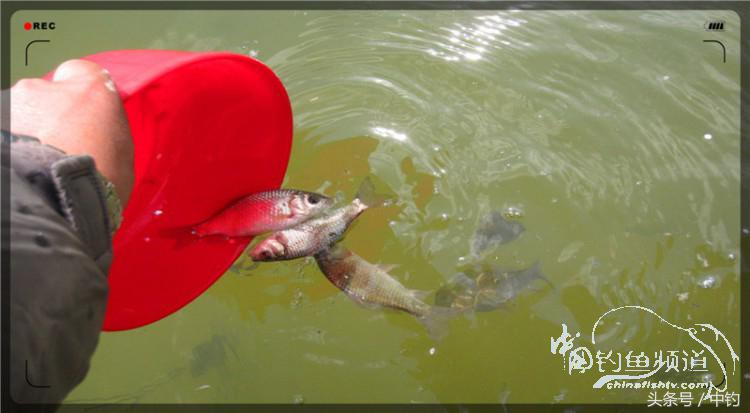 放流才有路亚的乐趣,放流能让资源更丰富