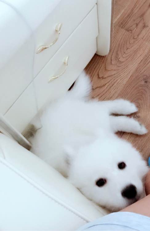 萨摩耶在家乱拉怎么办,萨摩耶随地大小便不给饭吃