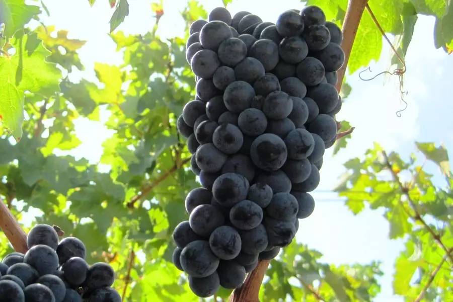 奔富葡萄酒品种,奔富bin407赤霞珠红葡萄酒价格