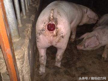 母猪拉稀脱肛怎么治疗,母猪断奶后掉膘严重如何解决