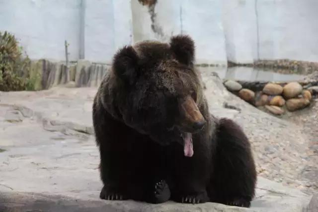 厦门灵玲国际马戏城大不大,五一厦门灵玲国际马戏